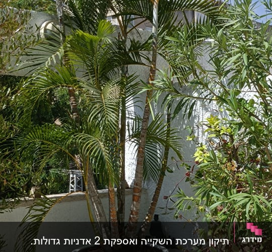 עצים ירוקים בעציצים לבנים על מרפסת